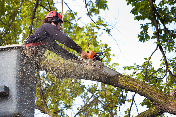 Best Residential Tree Removal  in State College, PA